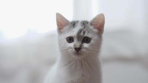 cute cat