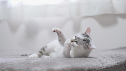 cute cat