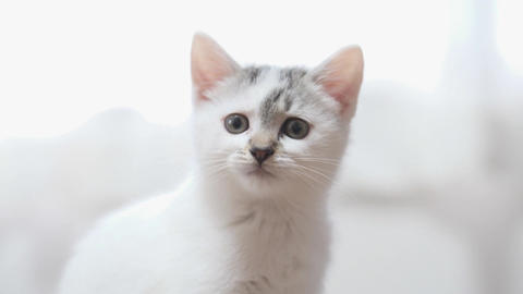 cute cat