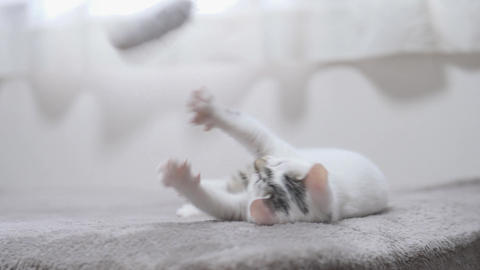 cute cat