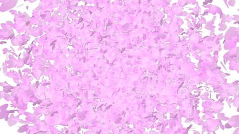 【transition】simple sakura
