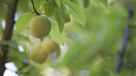 plums on a tree