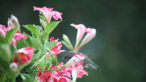 hummingbird in red and white flowers