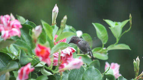 ruby throated hummingbird in red and white flowers