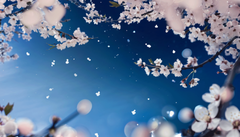 夜桜_A
