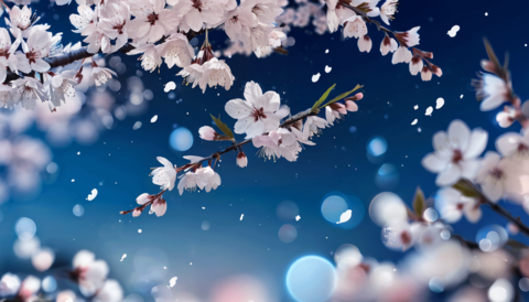 夜桜_B
