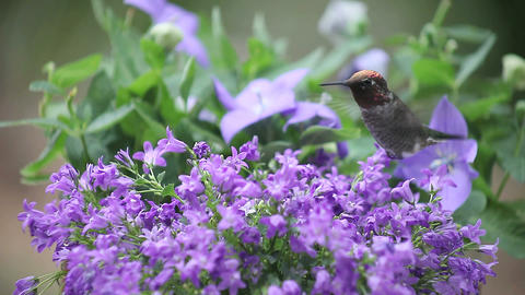 bellflowers with hummingbird