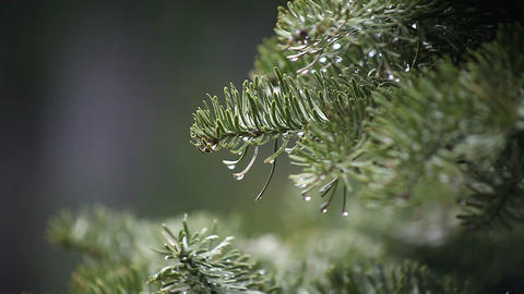 Christmas tree in the rain
