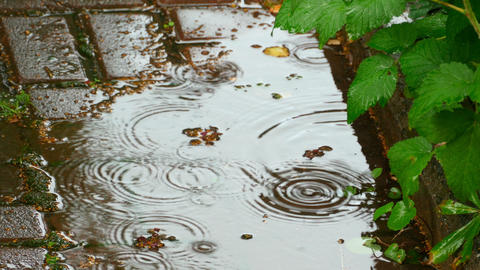 Summer rain