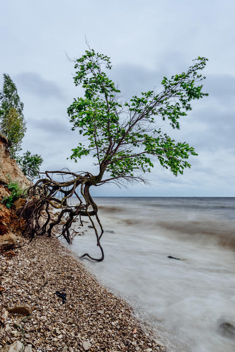 Tree on the rocky shore at stormy day
