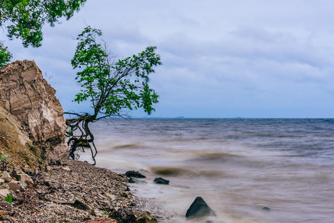Tree on the rocky shore at stormy day