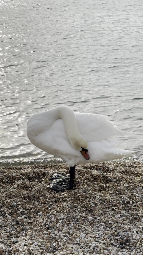 Swan 1