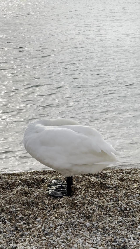 Swan 2