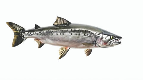 Salmon fish isolated