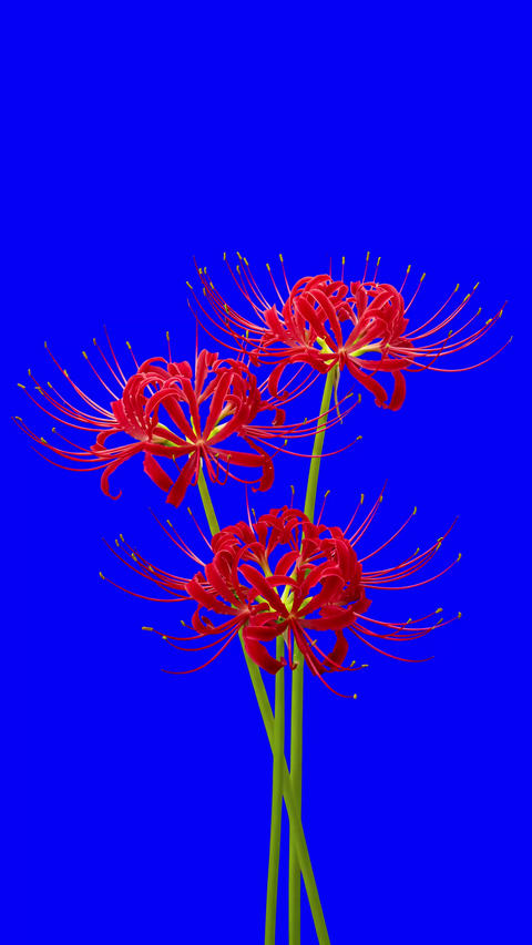 Swaying Red Spider Lilies: Vertical seamless loop
