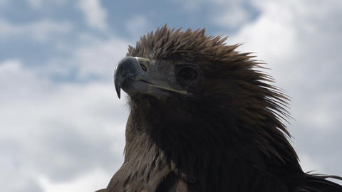 Golden Eagle on Sky Background