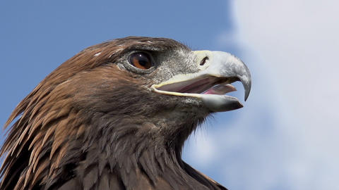 Predatory Bird Looks for Prey