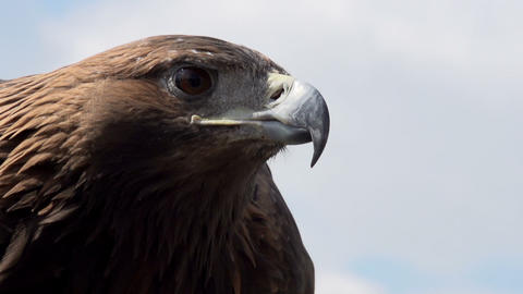 Golden Eagle Spread its Wings