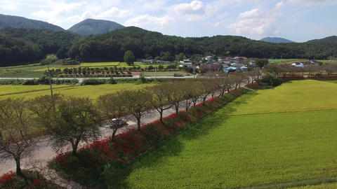 Tree-lined streets and country landscapes