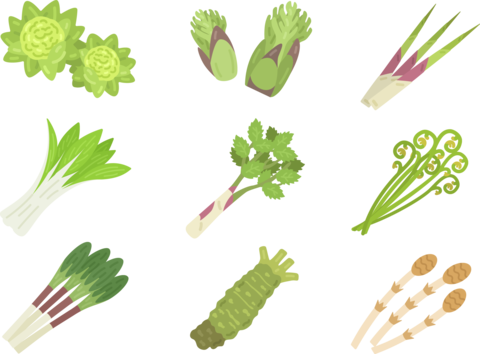 いろいろな種類の、山菜ののイラストセット