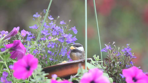 juvenile chickadees feeding