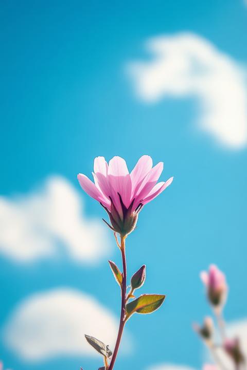 Beautiful Pink Flower Blooming Against a Clear Blue Sky