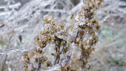 Natur