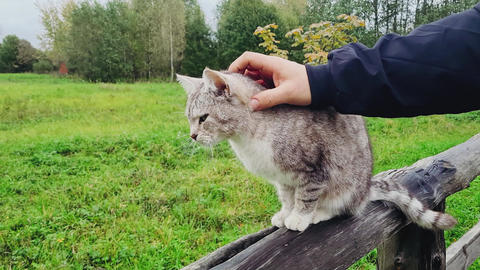 Gray striped homeless cat. Man volunteer caring for pet. Male hand strokes cat