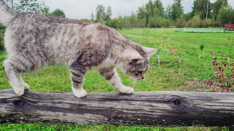 Striped gray cat walks outdoors. Countryside tabby pet in village in meadow