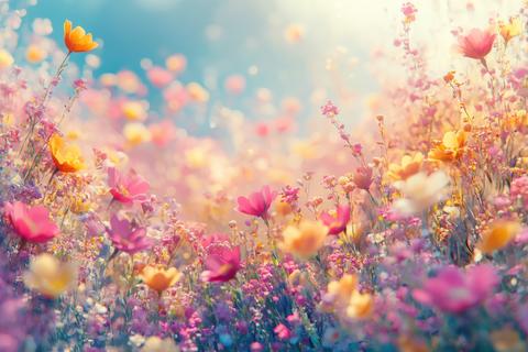 Vibrant wildflowers sunny meadow colorful blooms spring beauty