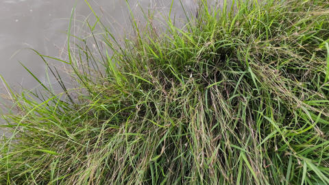 Lush green grass by a water's edge, natural outdoor environment