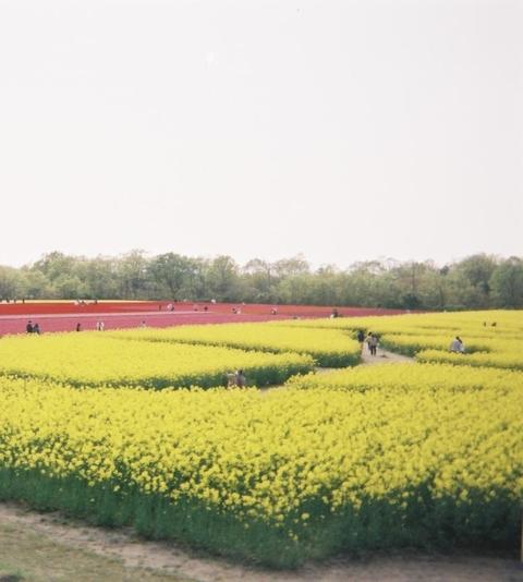 Film shooting, flower field, rape blossoms, tulips