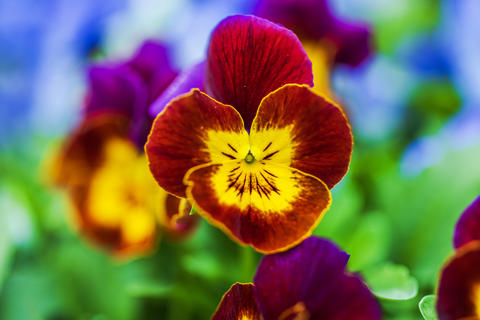 Close up view of vibrant red and yellow pansy flower blooming in garden with soft green