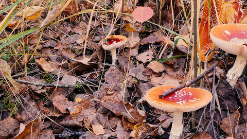 Fly agarics in autumn forest