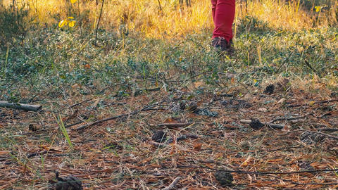 Feet walk on fallen leaves and grass