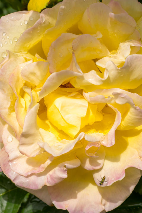 A Beautiful Yellow Rose with Delicate and Soft Petals adorned with Glimmering