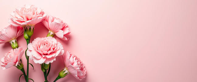 Soft Pink Carnations Arranged on Solid Pastel Pink Background