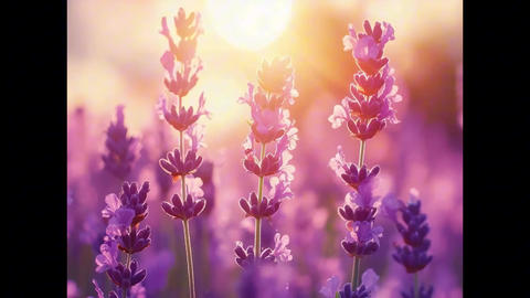 Lavender flower field with purple bloom and sunlight shining warmly, creating