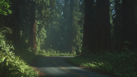 Serene journey through a redwood forest amidst towering trees