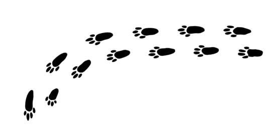 Curious bunny footprints tracing a playful path across a snowy landscape at dawn