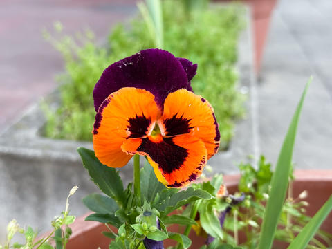 Single pansy with orange and purple petals. Close-up of vibrant flower in concrete planter near