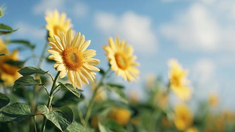 Sunflowers in bright summer field, yellow flowers with blue sky, natural outdoor scene