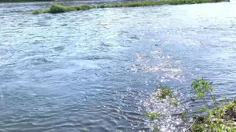 Gentle River Flow Surrounded by Nature