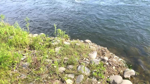 Gentle River Flow Surrounded by Nature
