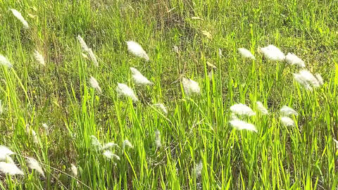 Grasses and Plants Swaying in the Wind