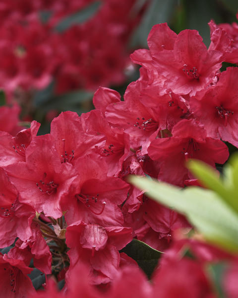 Vibrant Red Azalea Flowers - Beautiful Japanese Garden Blooms in Spring