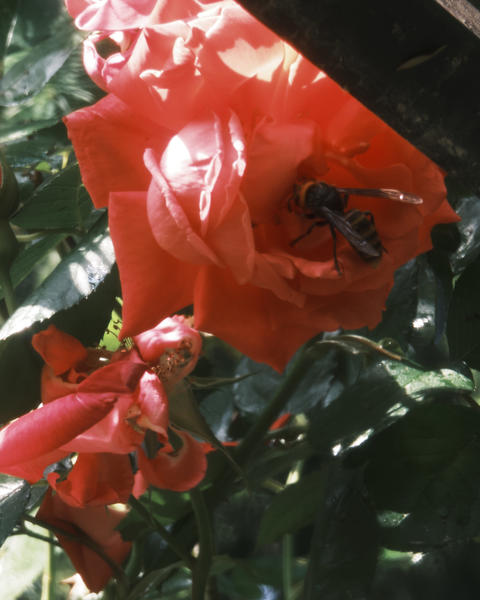 Vibrant Red Rose Flower with Bee Seeking Nectar - Ecosystem Photography Capturing Nature's Symbiosis