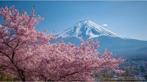 Mount Fuji and Cherry Blossoms in Full Bloom – Iconic Japanese Spring Scene"