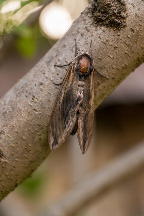 A beautiful moth rests peacefully on a sturdy tree branch in its vibrant and