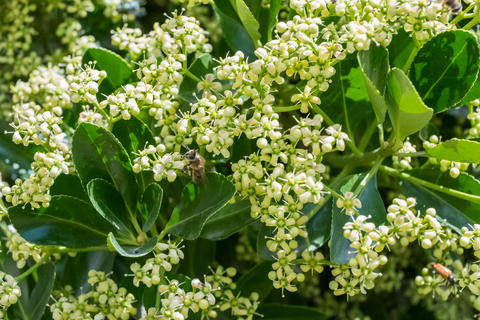 Beautiful Blooming Flowers Nestled Amidst Lush Green Leaves, Creating a Stunning